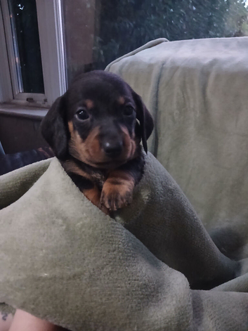 Dachshund Puppies for Sale