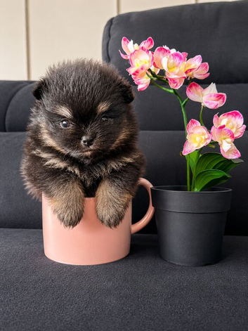 Stunning Pomeranian puppies