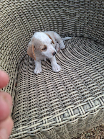 Jackapoo puppies for sale