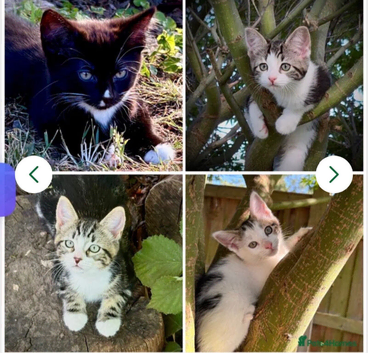 4 beautiful kittens ready now &pound;100 each