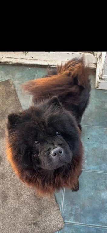 2 adult chows