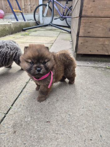 CHOW CHOW PUPPIES