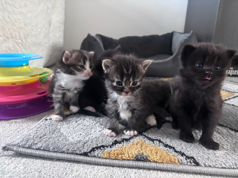 Kittens British long hair cross tabby
