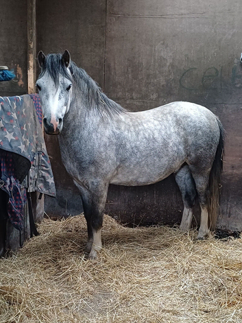 Welsh mountain gelding