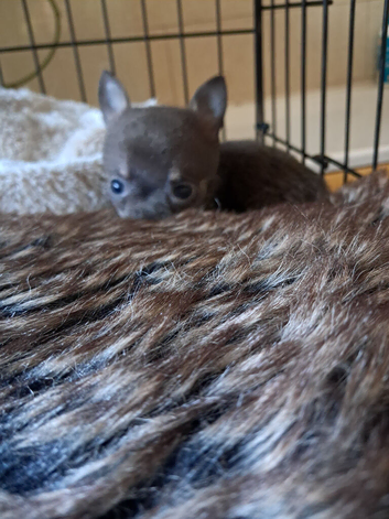 Beautiful chuiuua puppies