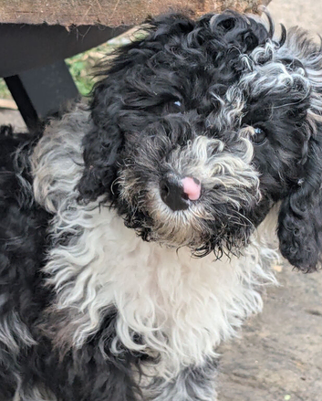 1 boy left  f2b FULLY VACCINATED seeking his forever home