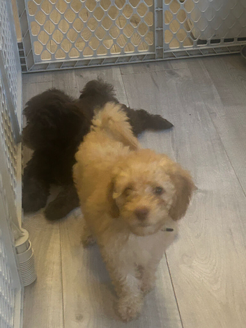 3 female cavapoos