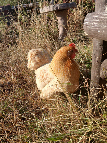 Fertile Pekin Bantam Eggs