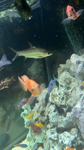 Mixed Malawi Cichlids