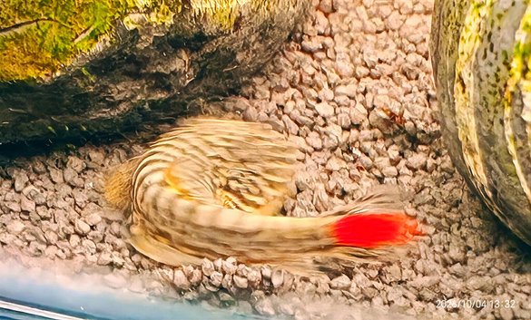 Red tailed hillstream loach &pound;20 each or 2 for &pound;35