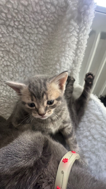 Tabby kitten