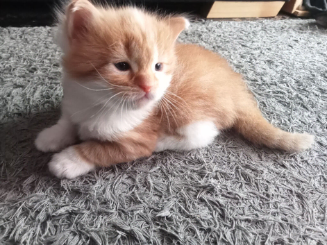 Fluffy long haired kittens, lovely temperament and very cuddly