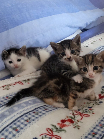 4 kittens ready after 30th August