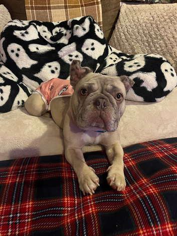 Frenchie girl