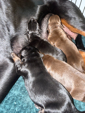 Outstanding European Dobermanns for sale