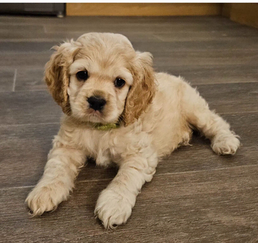 American cockerpoo f1b puppies