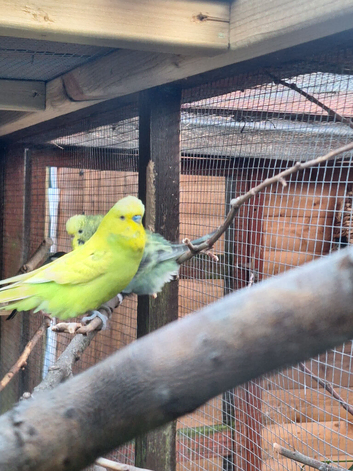 Breeding pair