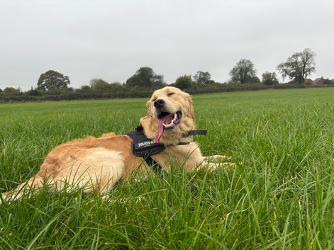2 year old golden retriever for stud