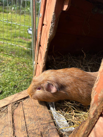8month old boy guiena pig