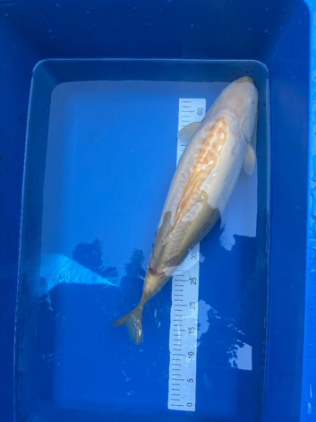 Japanese Koi