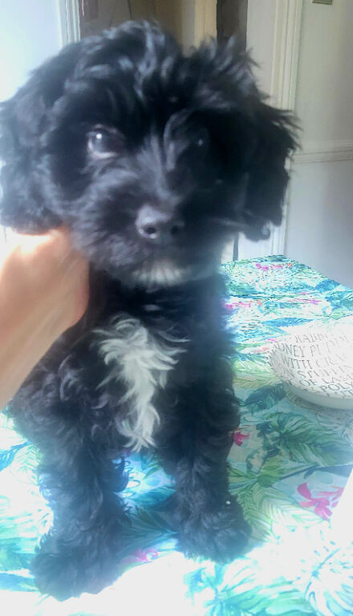 Stunning, sweet Cocapoo female