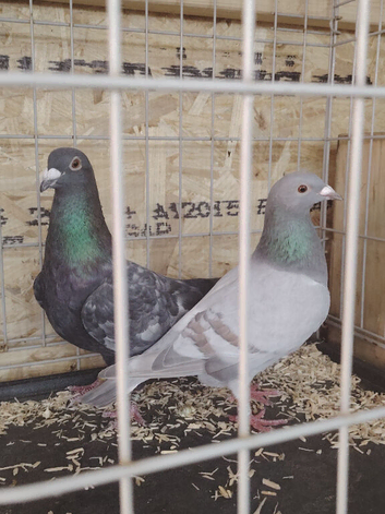 Pigeon for sale