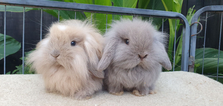 Mini lionlops available now