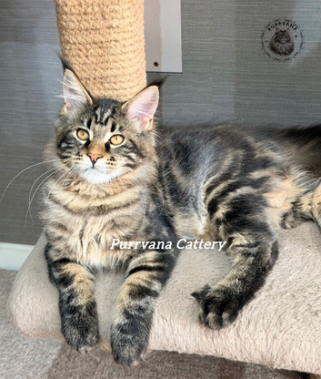 TICA registration Maine coon kittens Ready Now