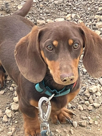 Miniature dachshund boy.