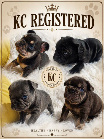 KC Quality loving Puppies
