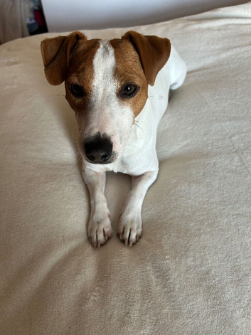 Stunning Jack Russell stud GLOUCESTER