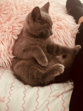 Male British blue shorthair kitten