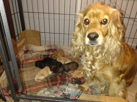Cocker spaniel puppy's