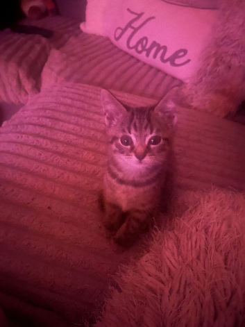 Beautiful tiny girl ready for her forever home
