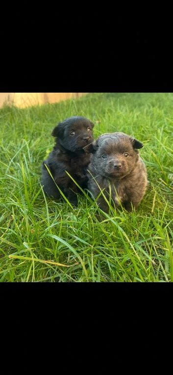 Fox Face Pomeranian Puppies &ndash; Ready 2nd April