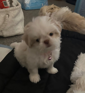 Five Beautiful White & Lavender Imperial / Tea- Cup Shih Tzu&rsquo;s