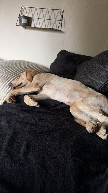 20 weeks old male Labrador