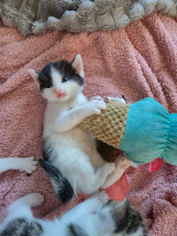 Gorgeous kittens