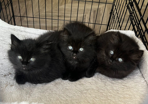 Looking for a loving home for 4 beautiful kittens