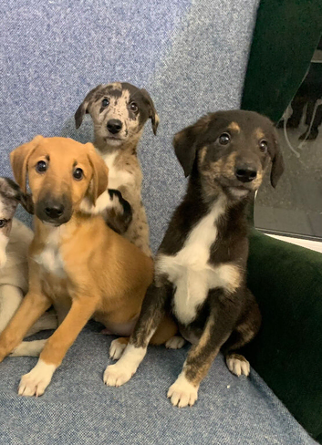 Ready now - Blue Merle Collie X Lurcher puppies