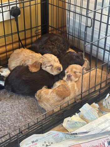 Working cocker puppies