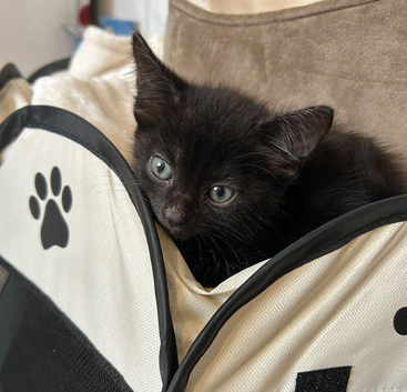 Black kitty