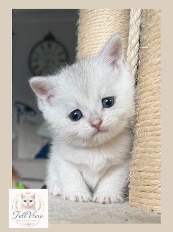 GCCF Registered British Shorthair Golden & Black Tipped Kittens &ndash; Ready 28th June