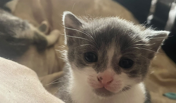 Grey and white kittens for sale &pound;80 or &pound;120 for the pair