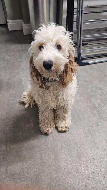 6 month cockapoo marley