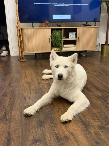Female Husky Looking for a Loving Home &mdash; Genuine Rehome