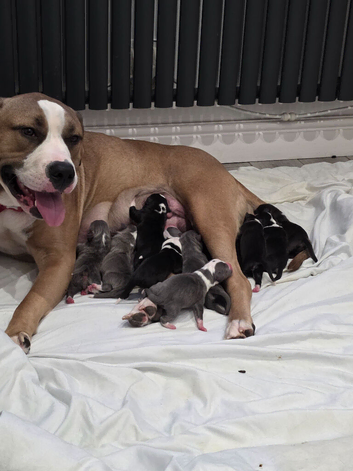 12 beautiful pedigree blue border collie cross itlain massiff cross french mastiff