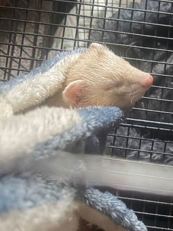 9 week old male ferret