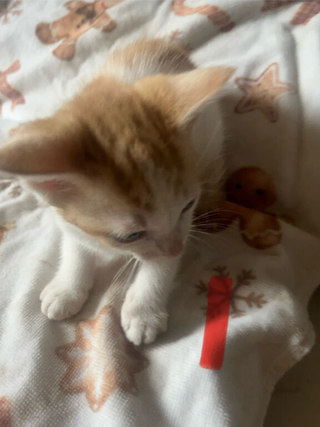 For sale 5 beautiful stunning male kittens 10 weeks old
