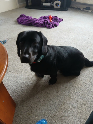 Labrador x dachsund